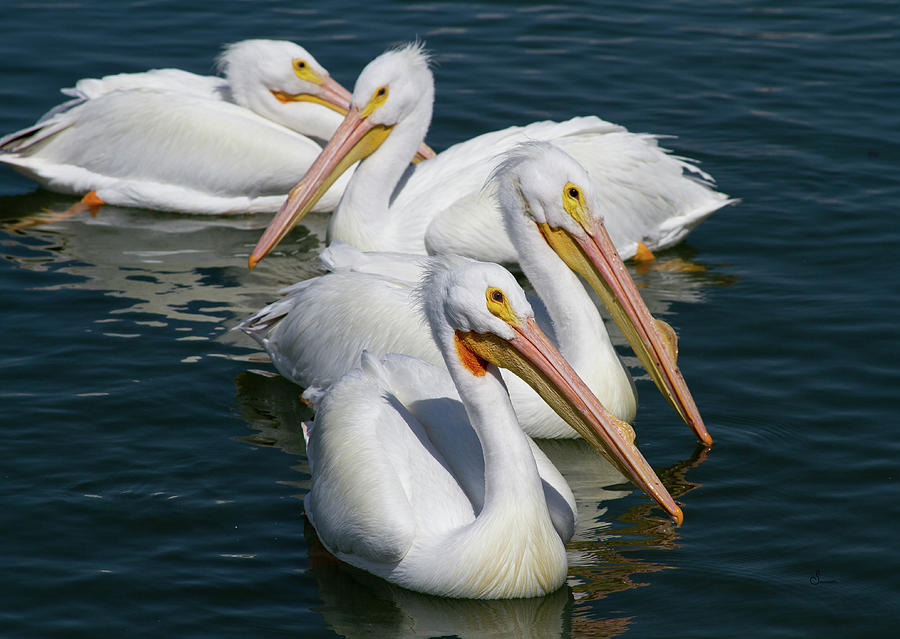Pelican Quartet Photograph by Sally Mitchell