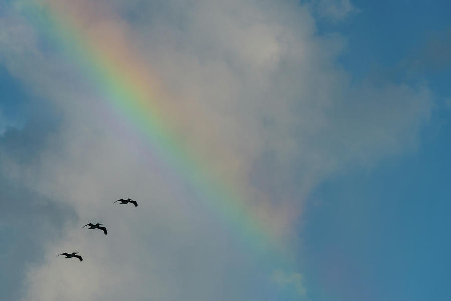Pelican Rainbow Delray Beach Florida Photograph by Lawrence S Richardson Jr