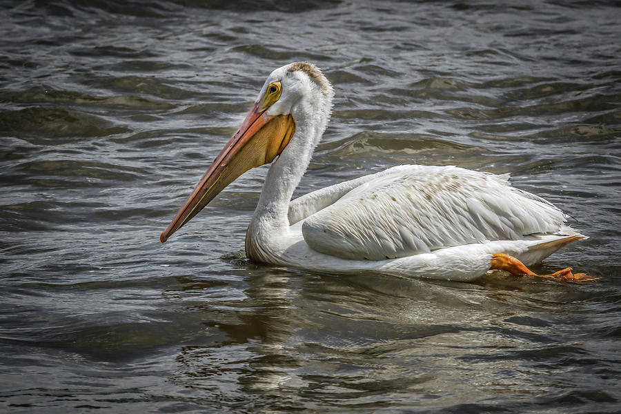 Pelican  Photograph by Ray Congrove