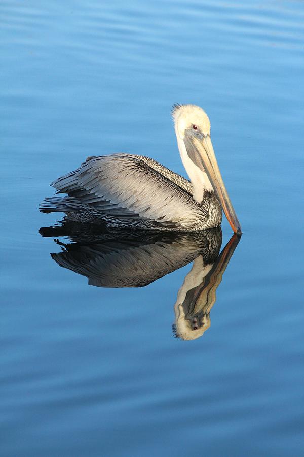 Pelican Photograph - Pelican Reflection by Marie Alvarez