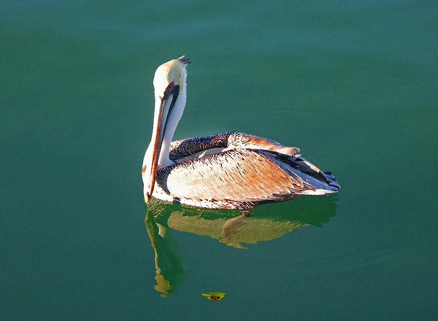 Pelican Reflection Painting by Michael Thomas