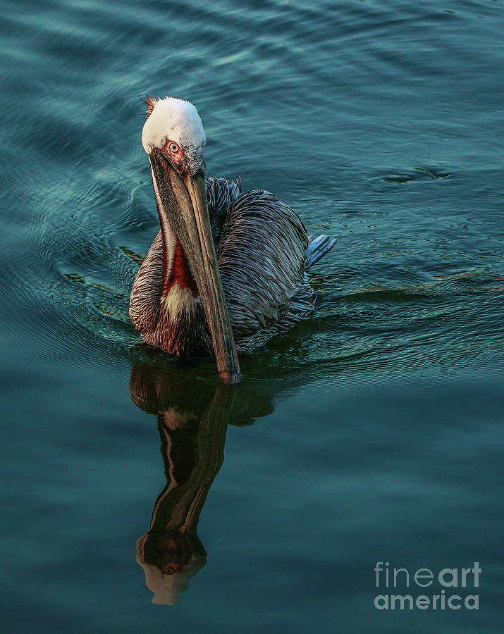 Pelican Reflection Photograph by Tom Claud