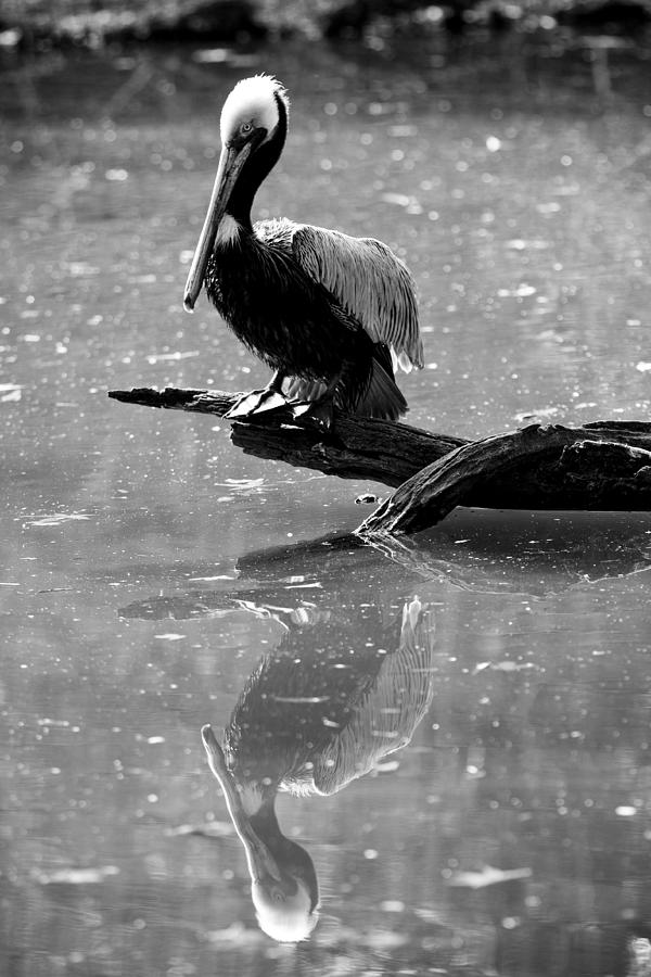 Pelican Photograph - Pelican Reflections by Dustin K Ryan