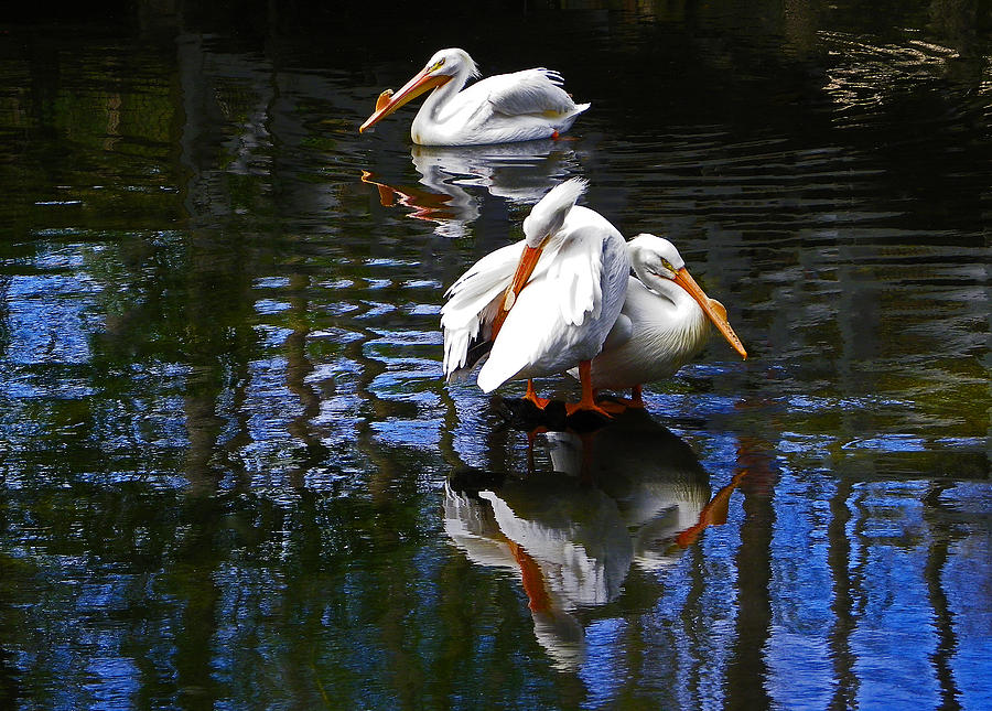 Pelican Reflections Photograph by Judy Wanamaker