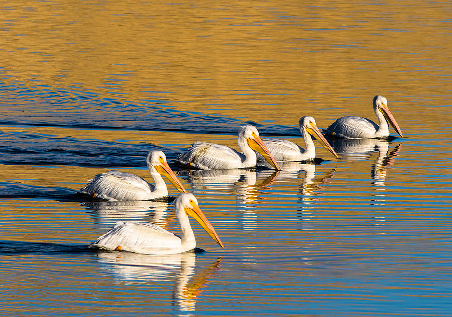 Pelican Reflections Photograph by Marc Crumpler