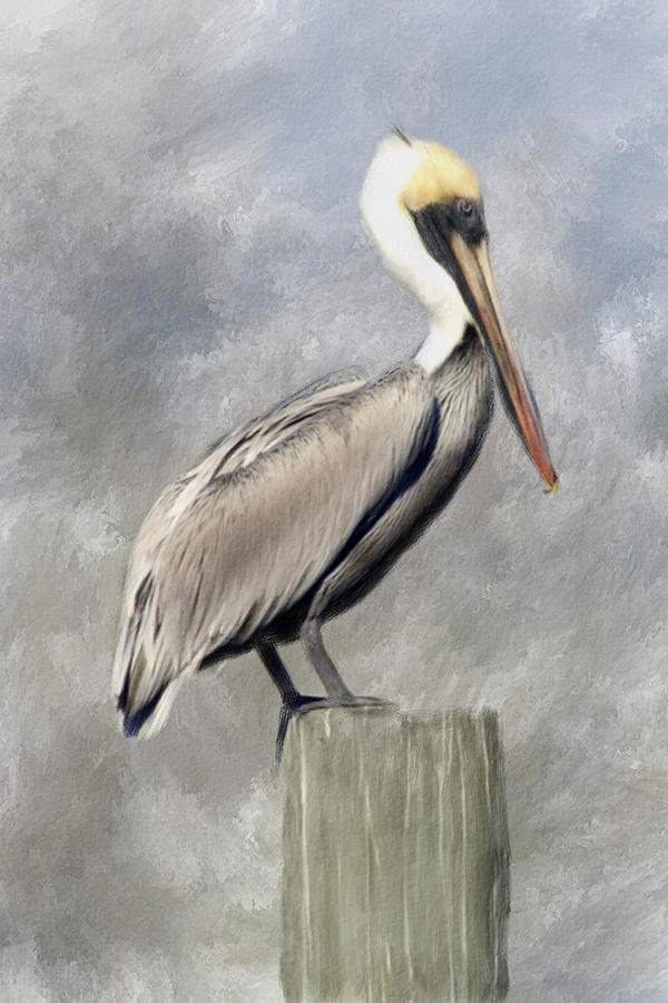 Pelican Painting by Renee Skiba - Fine Art America