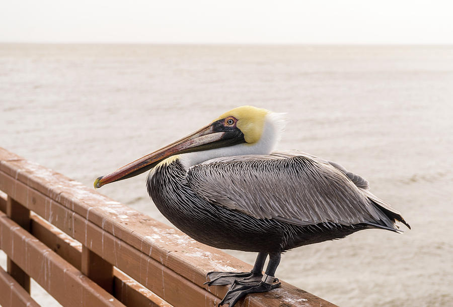 Pelican Resting after Lunch Photograph by Douglas Barnett