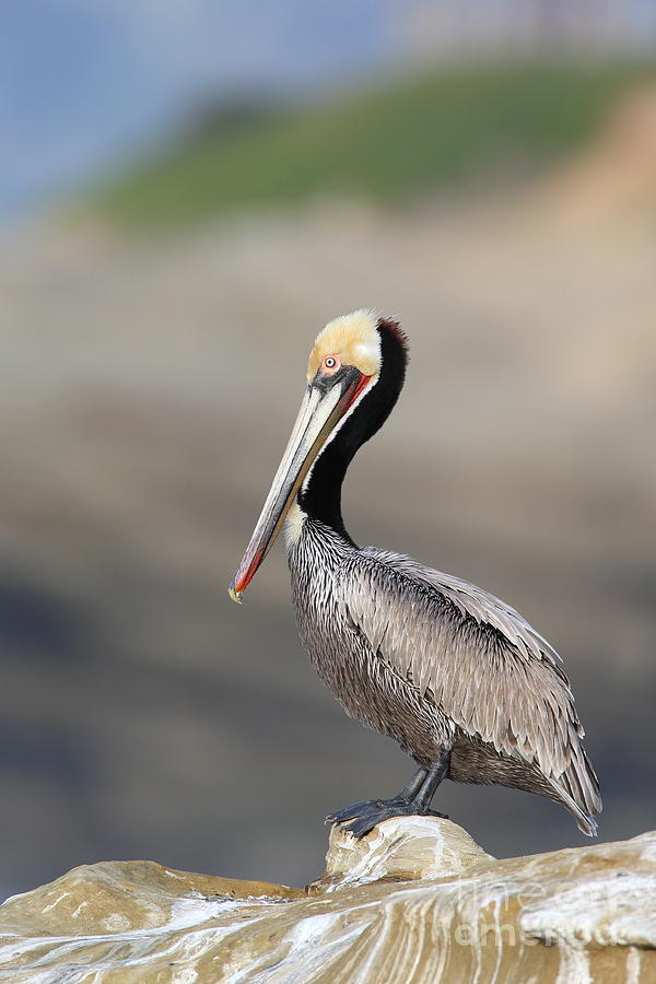 Pelican resting Photograph by Bryan Keil