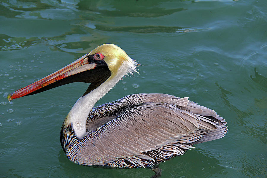 Pelican Photograph by Richard Krebs