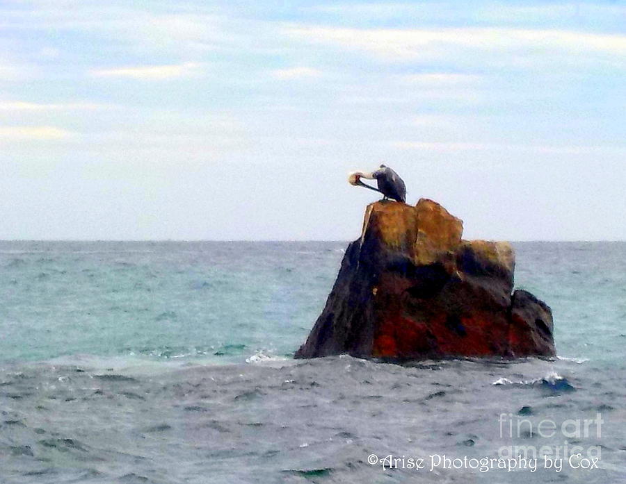 Bird Photograph - Pelican Rock Cabo San Lucas by Charlene Cox Bird Photograph - Pelican Rock Cabo San Lucas by Charlene Cox