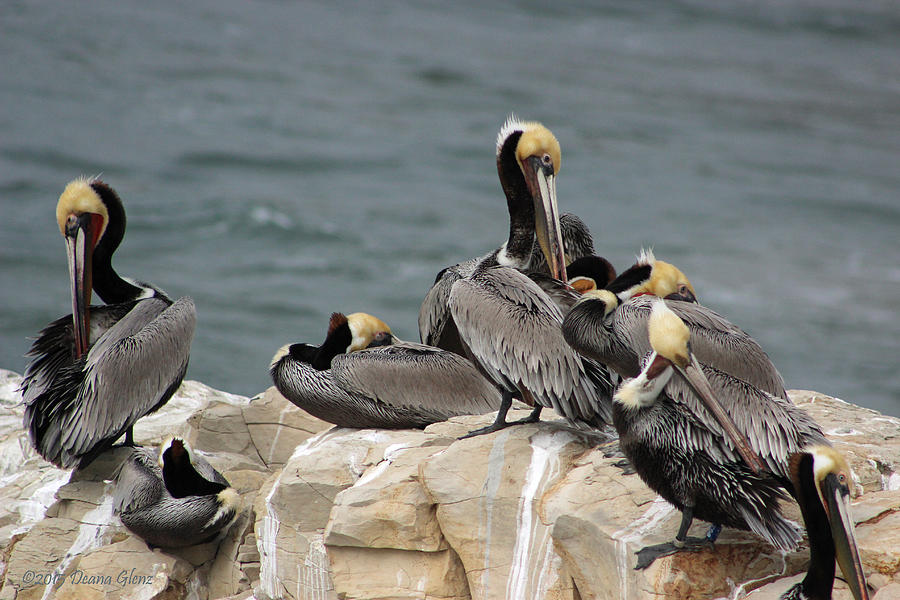 Pelican Rock Photograph by Deana Glenz