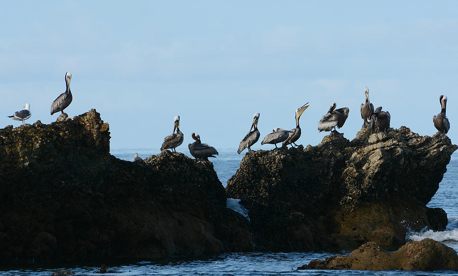 Pelican Rock Photograph by Fraida Gutovich