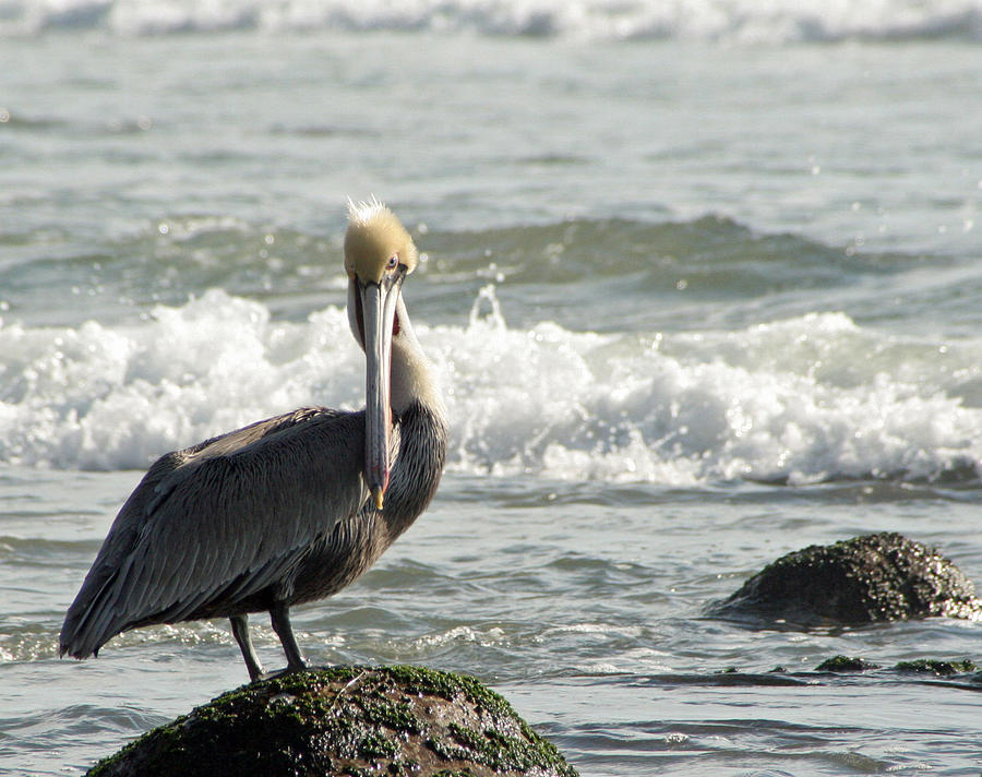 Pelican Photograph - Pelican Rock by Jeff Cornette  InTheZonePhotography