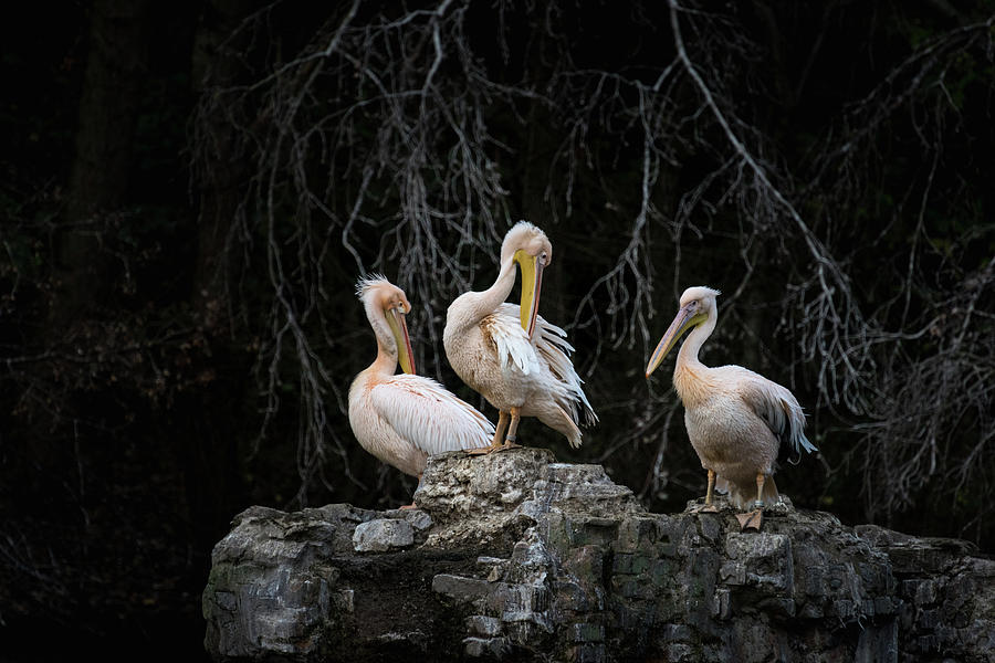 Pelican Rock Photograph by Matt Malloy