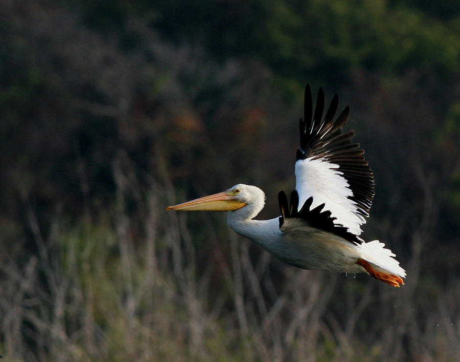 Pelican Photograph by Ronnie Maum