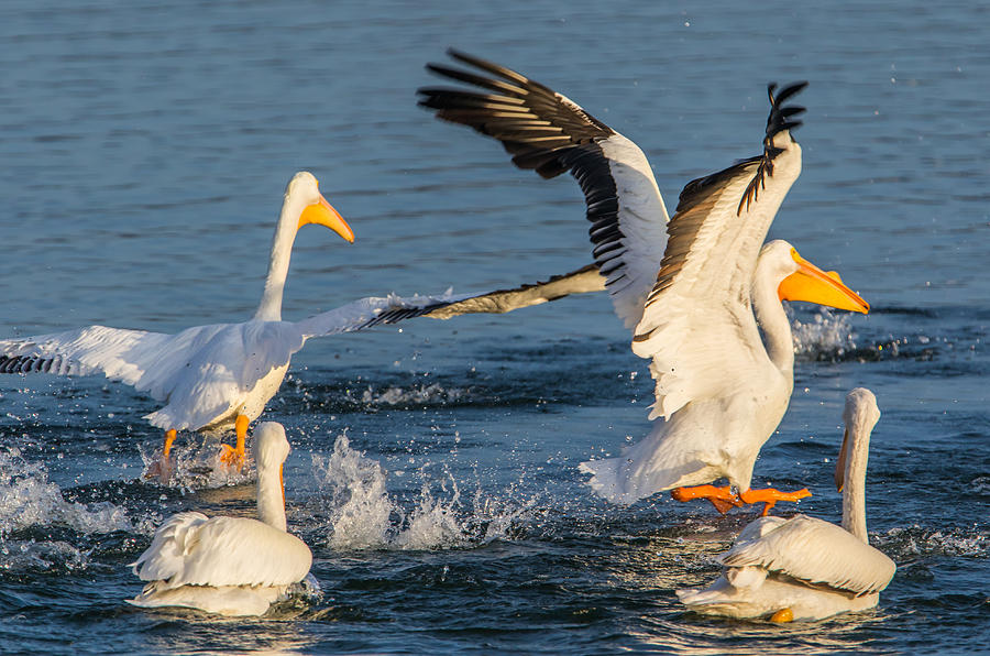 Pelican Rowdiness Photograph by Marc Crumpler