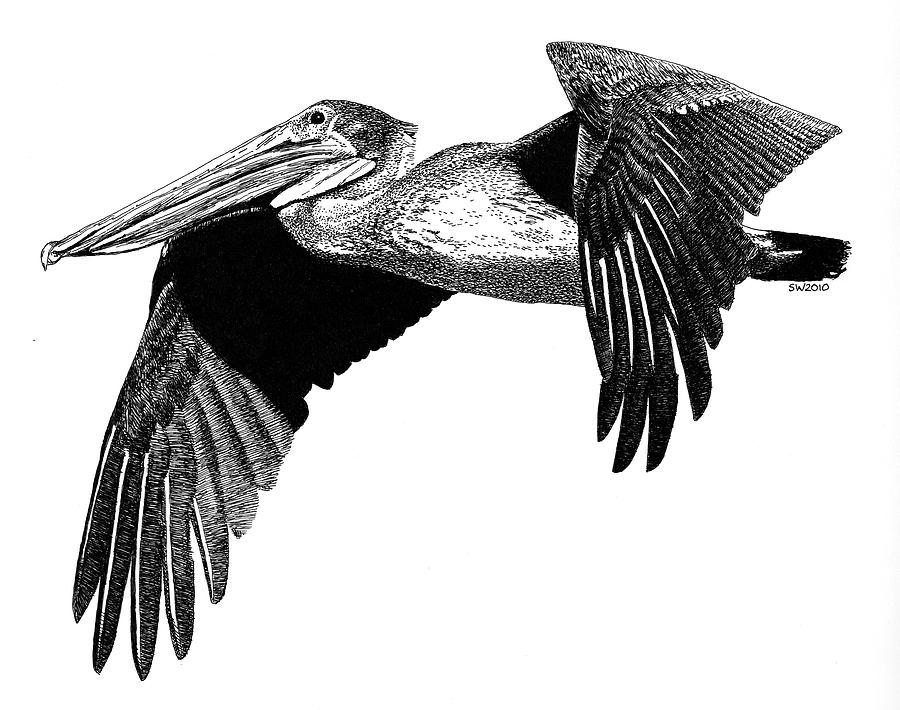 Pelican Drawing by Scott Woyak