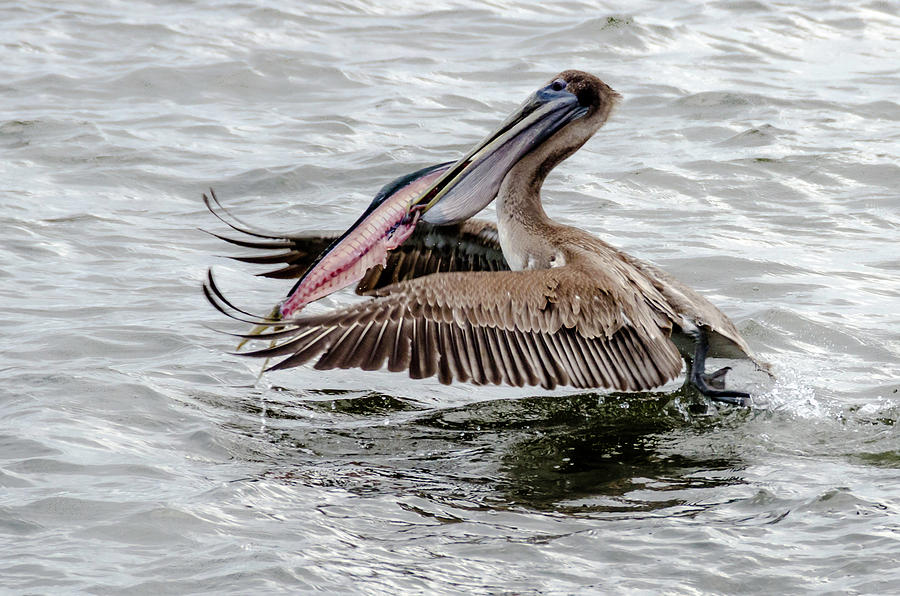 Pelican secured lunch Photograph by Wolfgang Stocker