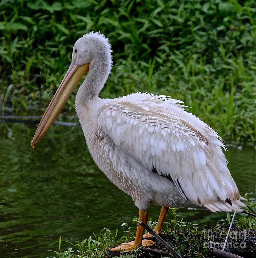 Pelican Shake Photograph by Robin Erisman