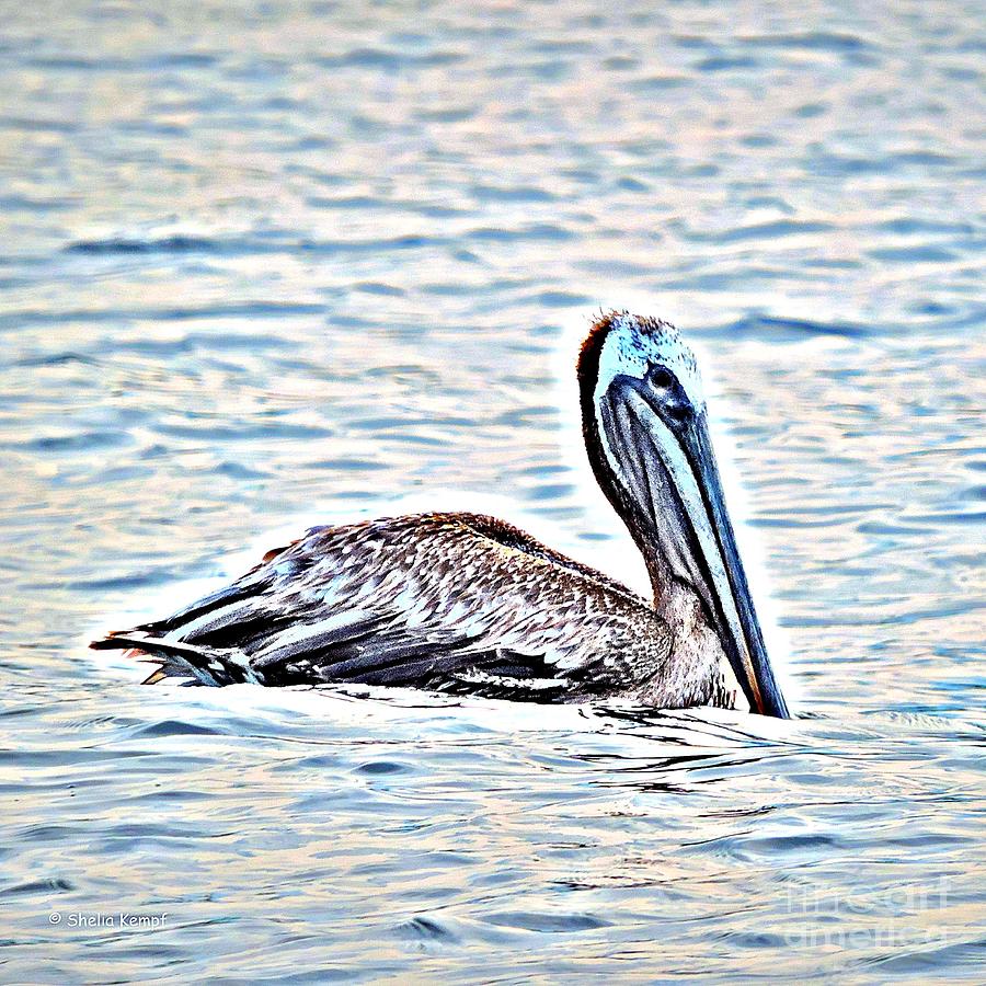 Pelican Photograph by Shelia Kempf