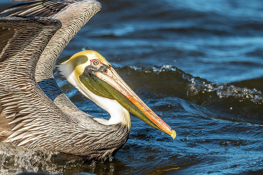 Pelican Side Portrait Photograph by Paul Freidlund