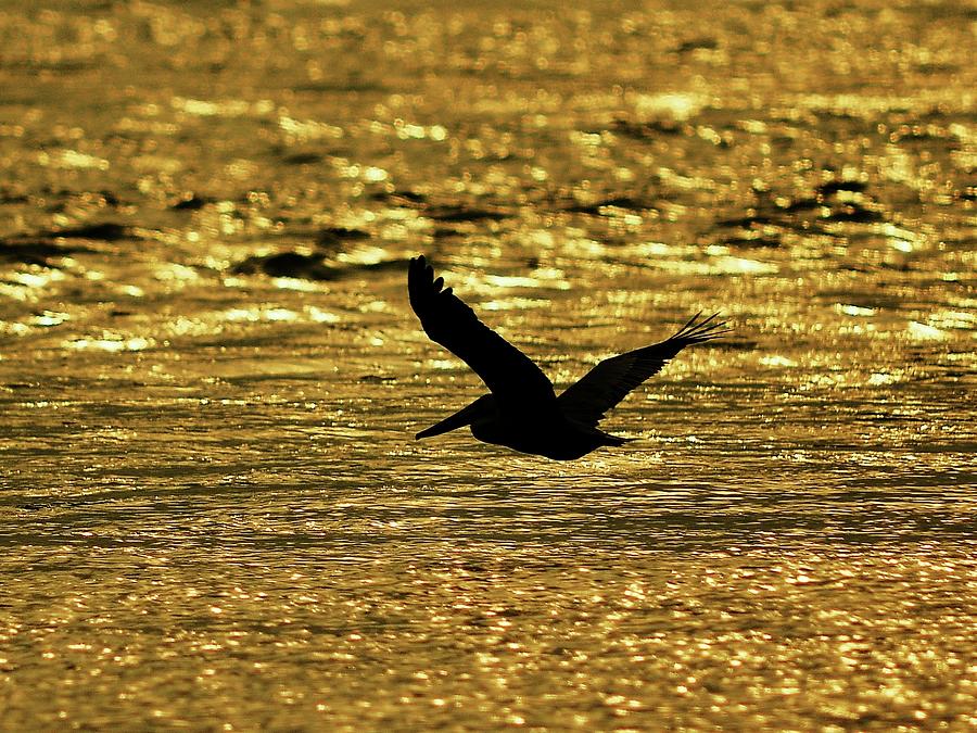 Pelican Photograph - Pelican Silhouette - Golden Gulf by Al Powell Photography USA