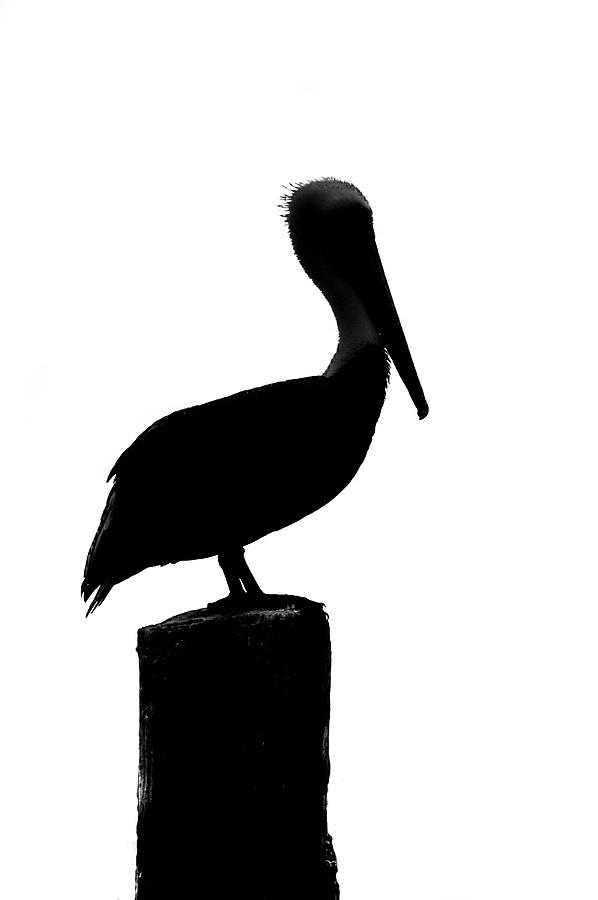 Pelican Silhouette 2007 01 Photograph by Jim Dollar