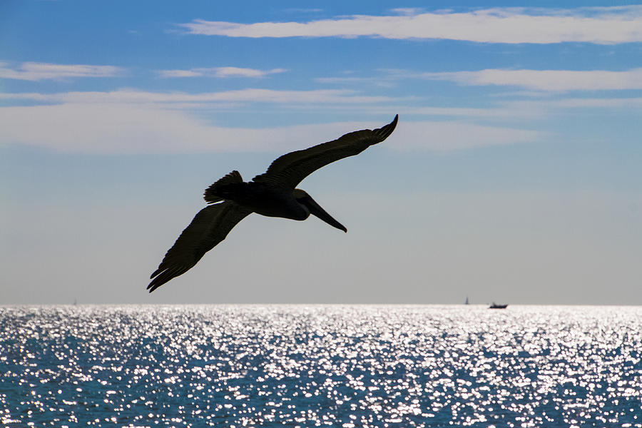 Pelican Silhouette Photograph by Bob Slitzan