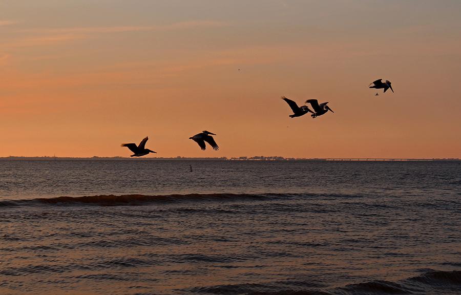 Pelican Silhouettes Photograph by Michiale Schneider