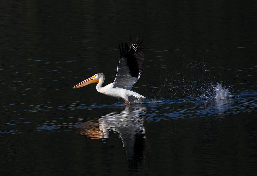 Pelican Skim Photograph by Stephen Schwiesow