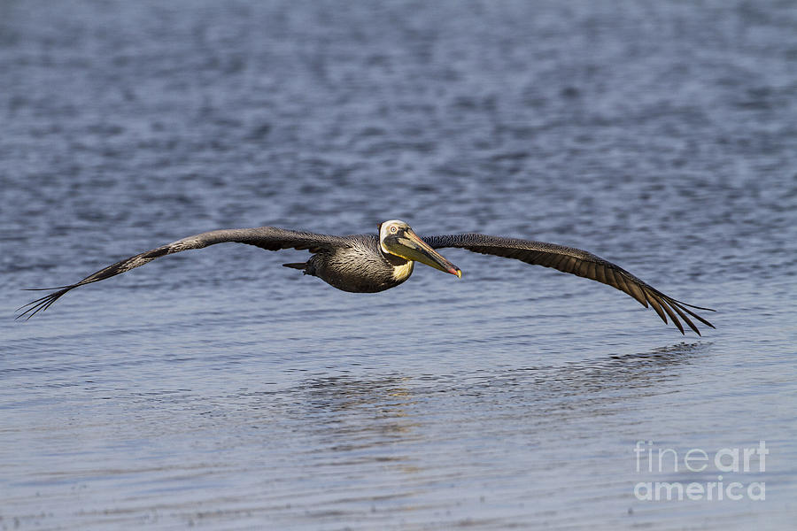 Pelican Skimming the Ocean Photograph by Ruth Jolly