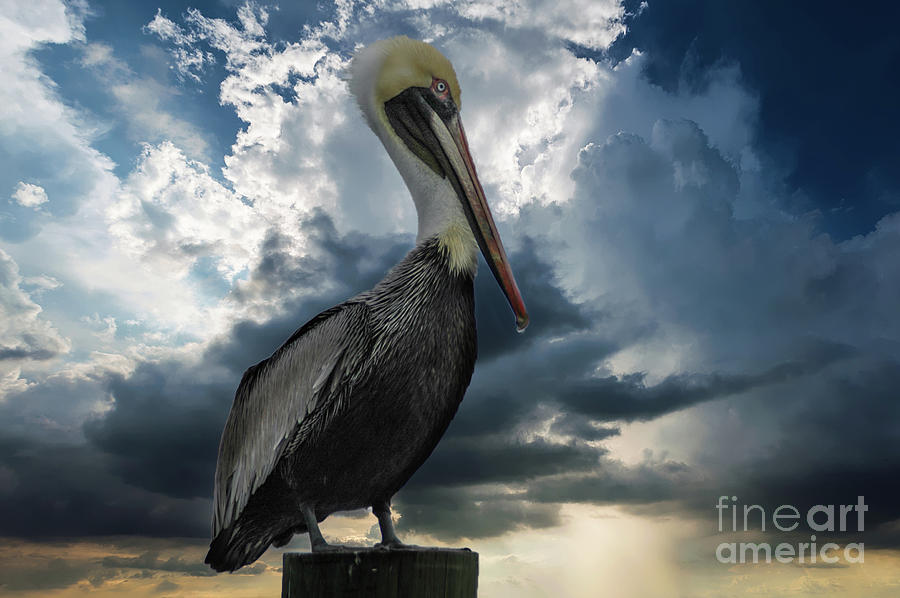 Pelican Sky Photograph by Dale Powell