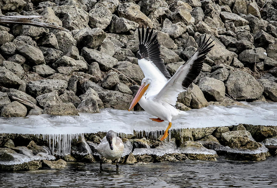Pelican Slip Photograph by Ray Congrove