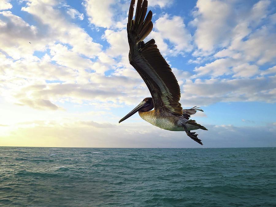 Pelican Photograph - Pelican Soaring by Brooke Trace