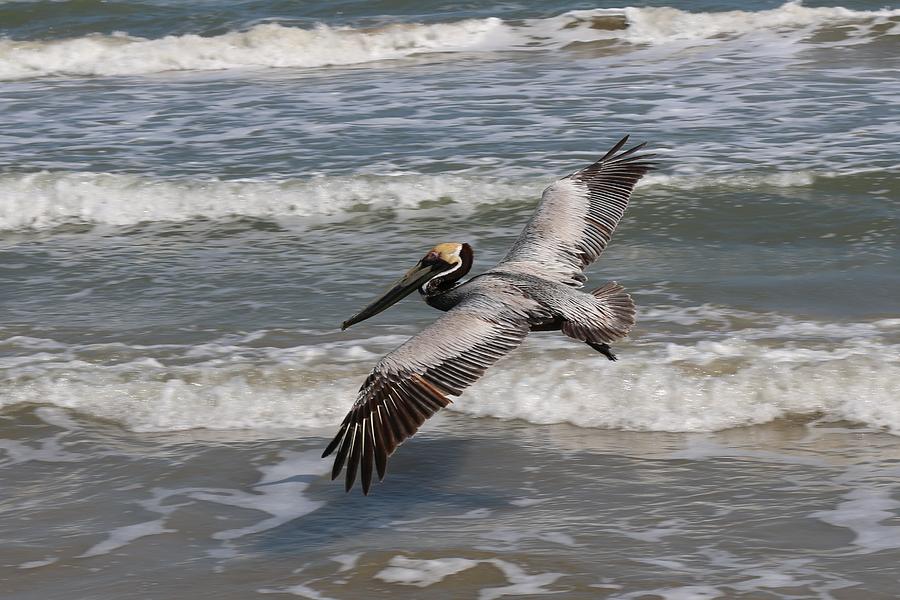 Pelican Soaring  Photograph by Christy Pooschke