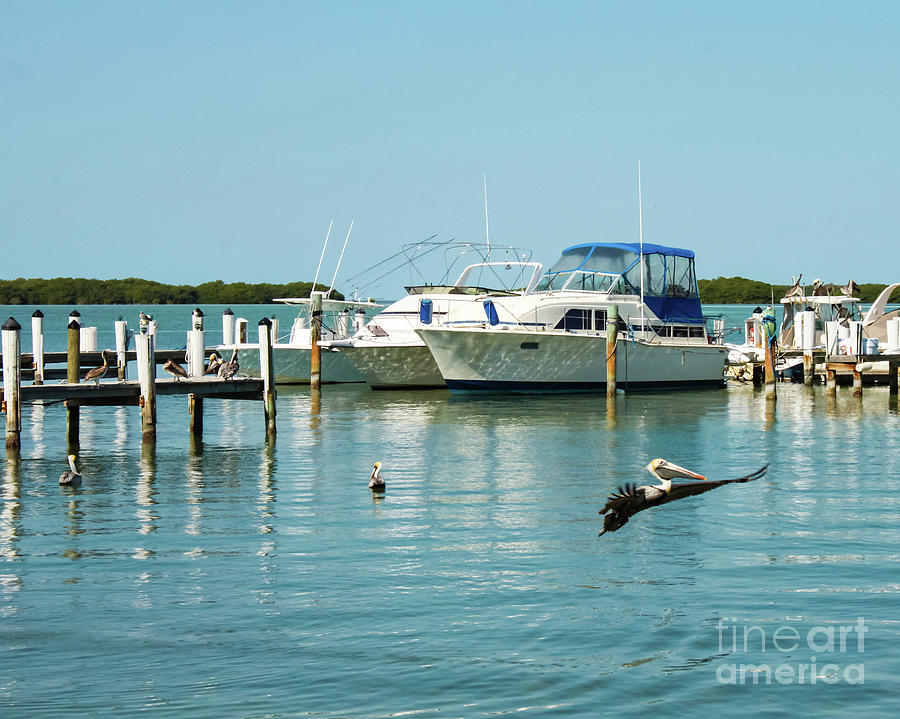 Pelican Soars at Marina in Florida Keys Photograph by Susan Vineyard