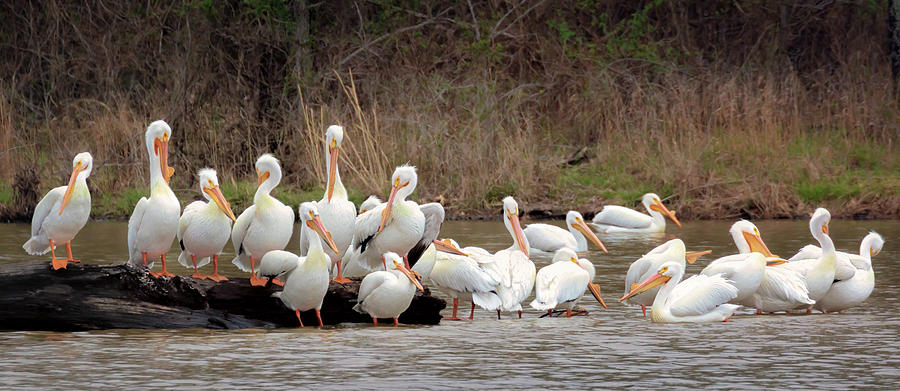 Pelican Social Photograph by Susan Rissi Tregoning
