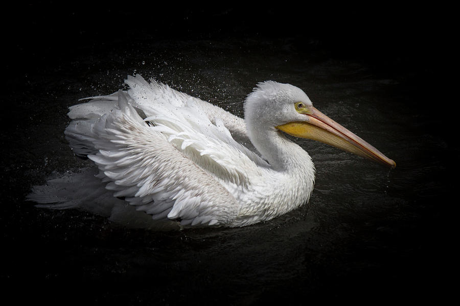 Pelican Splash Photograph by Teresa Wilson