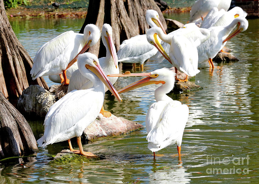 Nature Photograph - Pelican Squabble by Carol Groenen