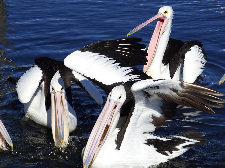 Pelican Squabble Photograph