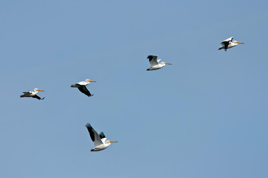 Pelican Squadron Photograph by Dawn Currie