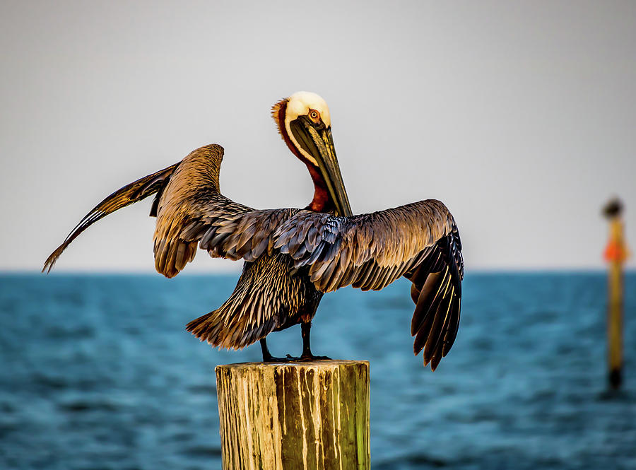 Pelican Stand Off Photograph by JASawyer Imaging
