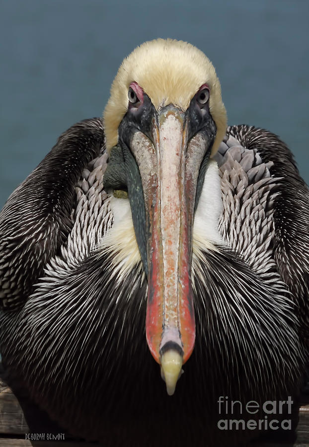 Pelican Photograph - Pelican Stare by Deborah Benoit