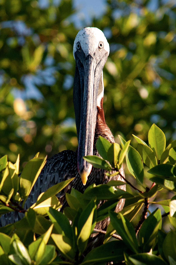 Pelican Stare Photograph by Julia McHugh
