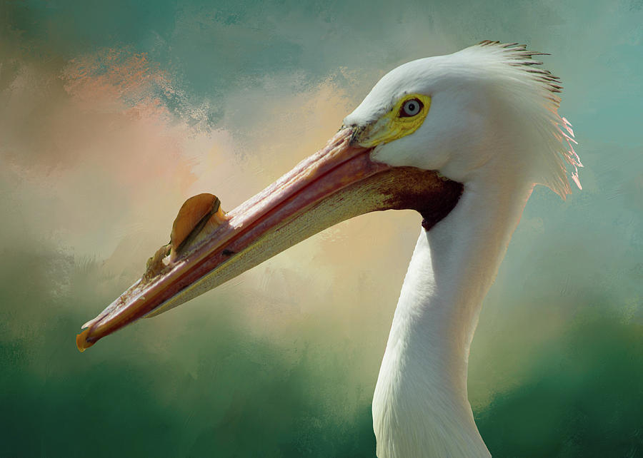 Pelican Photograph by Steph Gabler