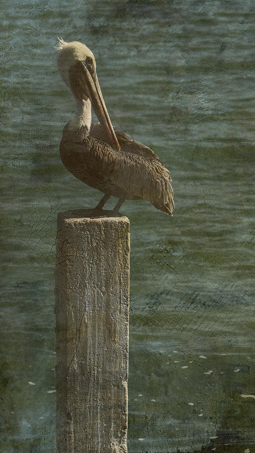 Pelican Photograph by Steve Gravano