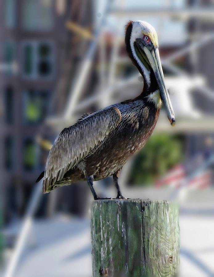 Pelican Photograph by Stoney Lawrentz