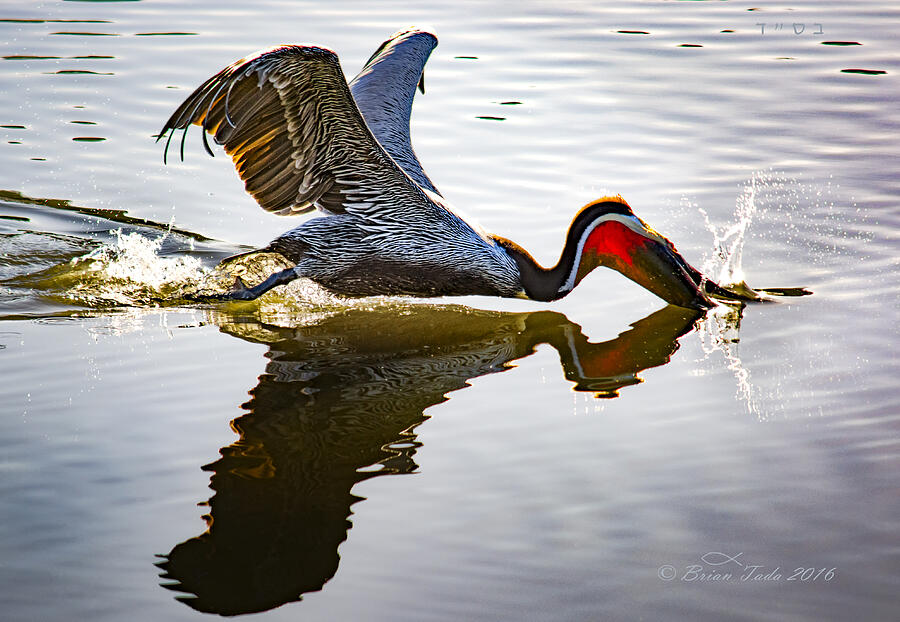 Pelican Strike Photograph by Brian Tada