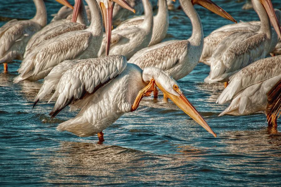 Pelican Summer Photograph by Linda Unger