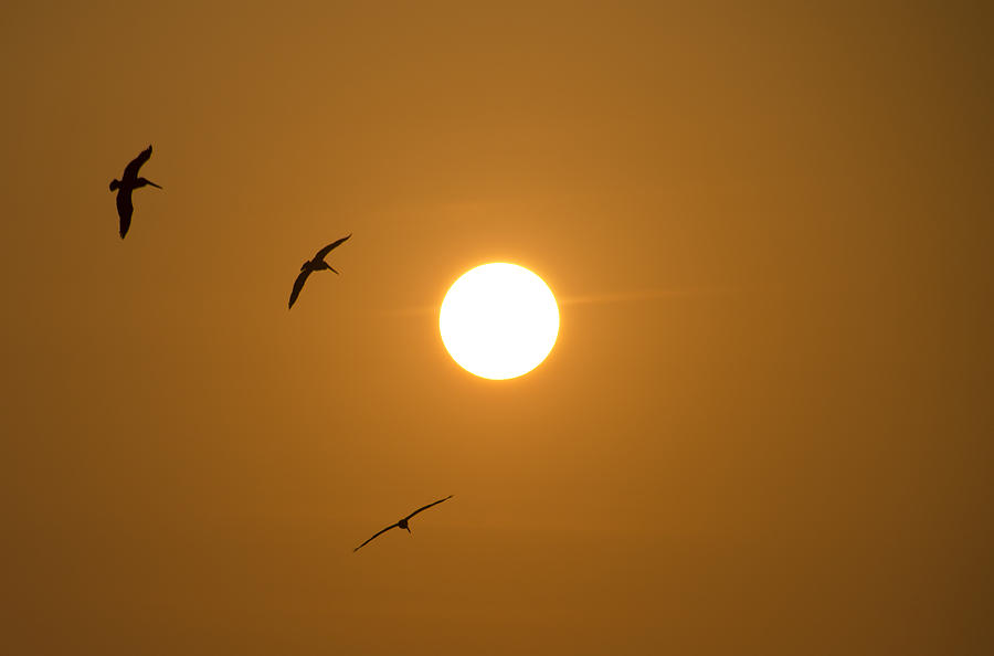 Pelican Sun Photograph by Bill Cannon